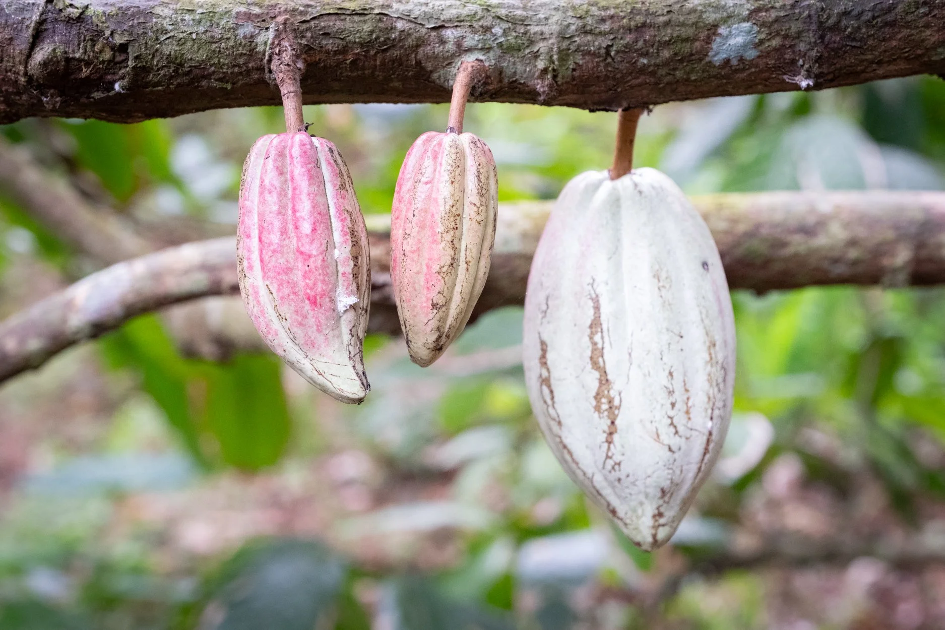 FIJI-Cocoa-Mana-563987.jpg
