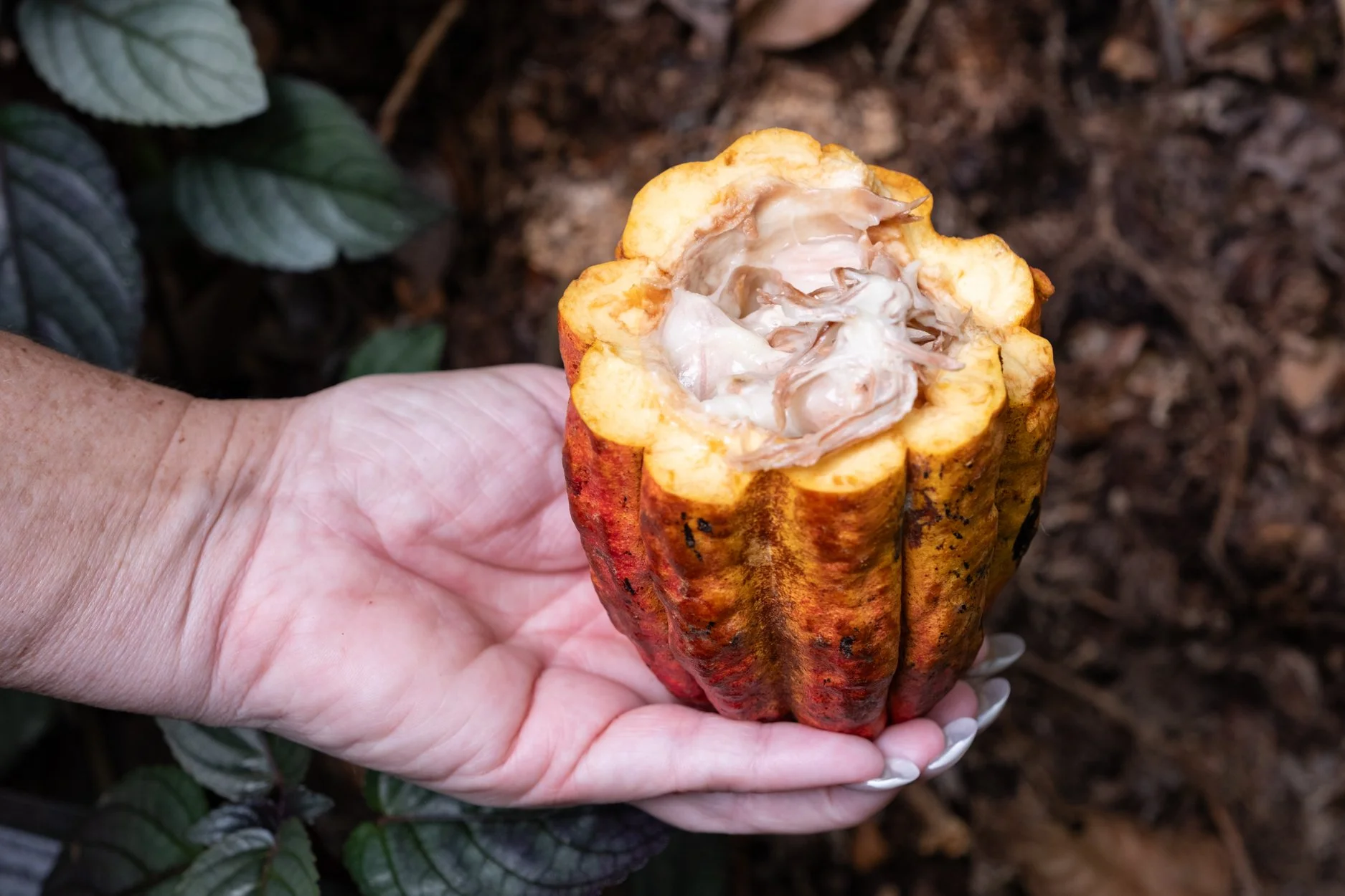 FIJI-Cocoa-Mana-564018.jpg