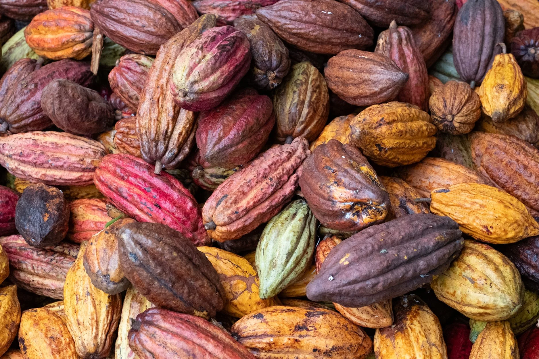 FIJI-Cocoa-Mana-564037.jpg
