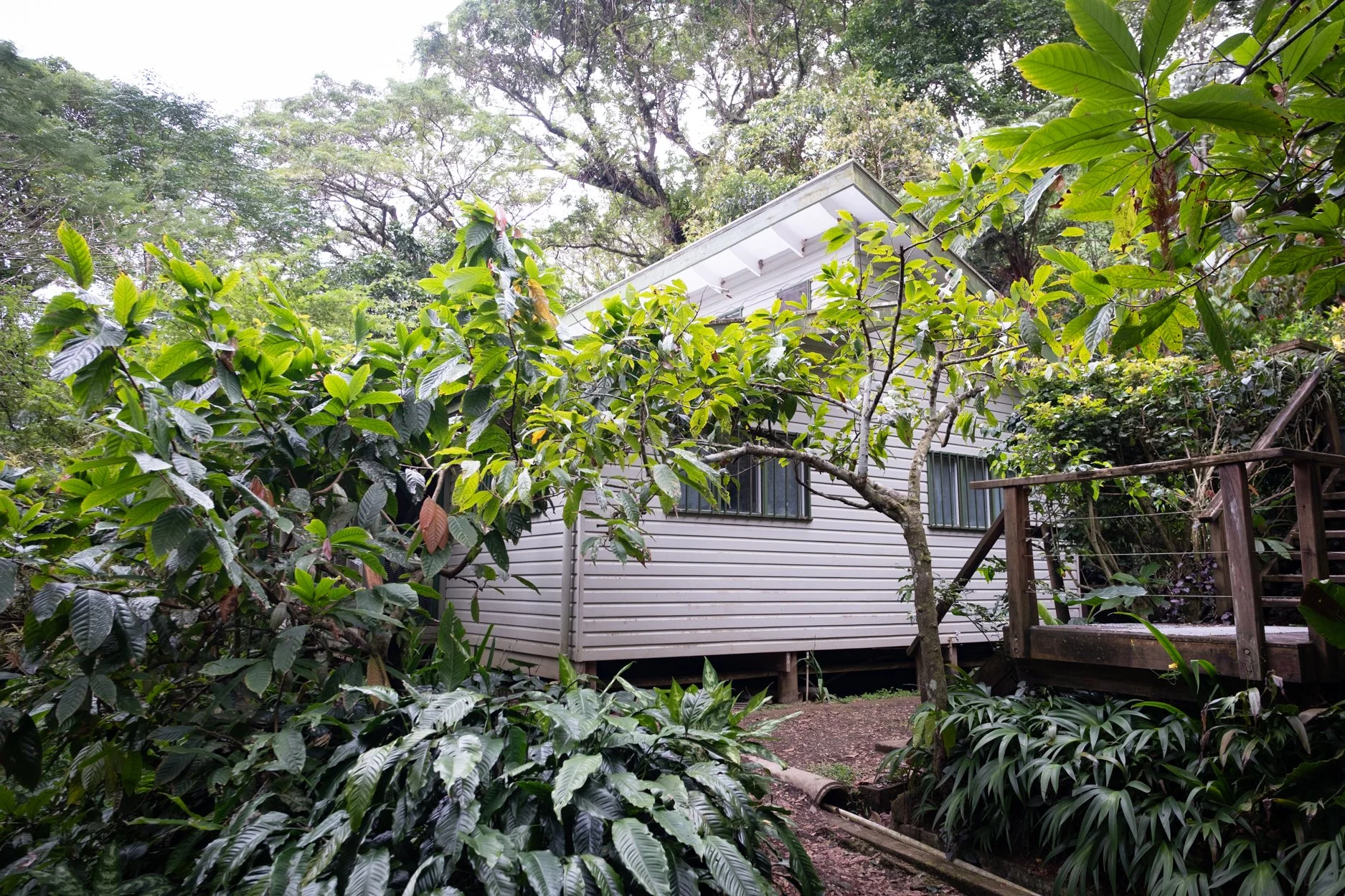 FIJI-Cocoa-Mana-564056.jpg