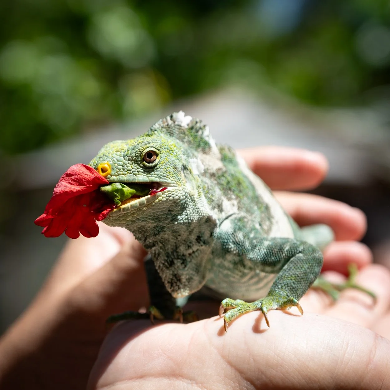 FIJI-Liku-Liku-563437-2.jpg