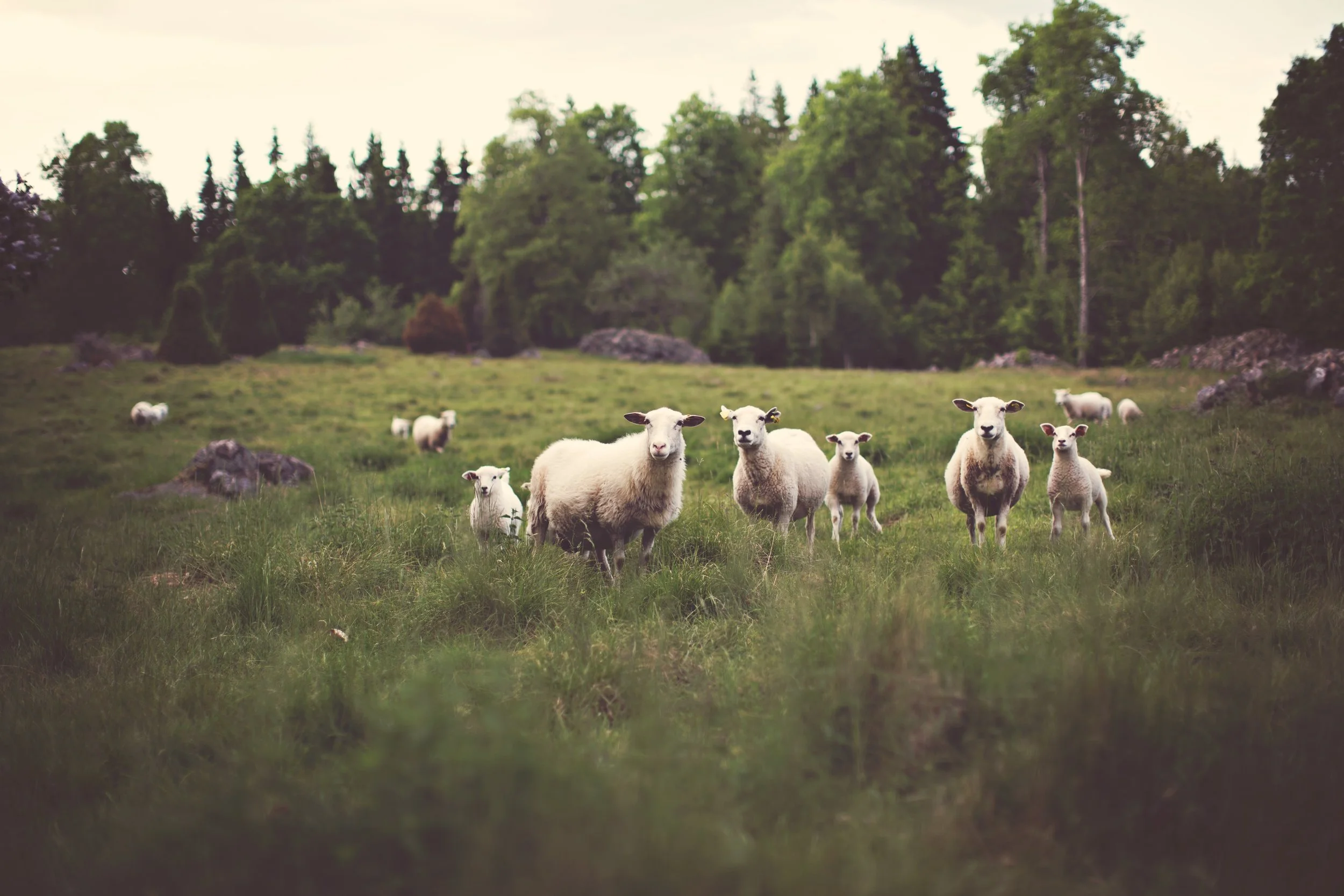 sheep-336474.jpg