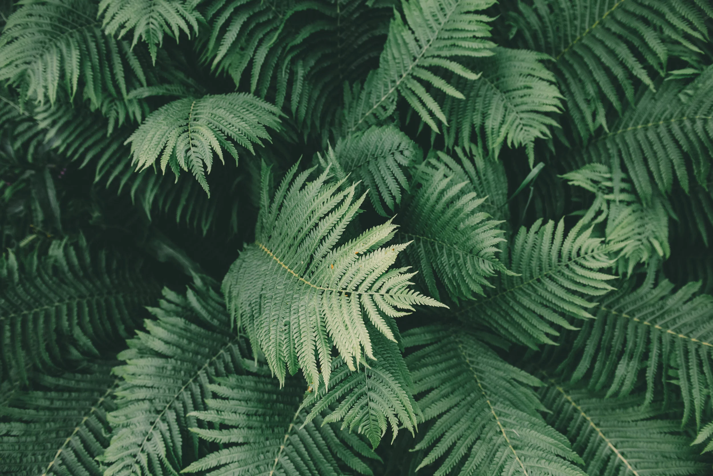 fern-1082040.jpg