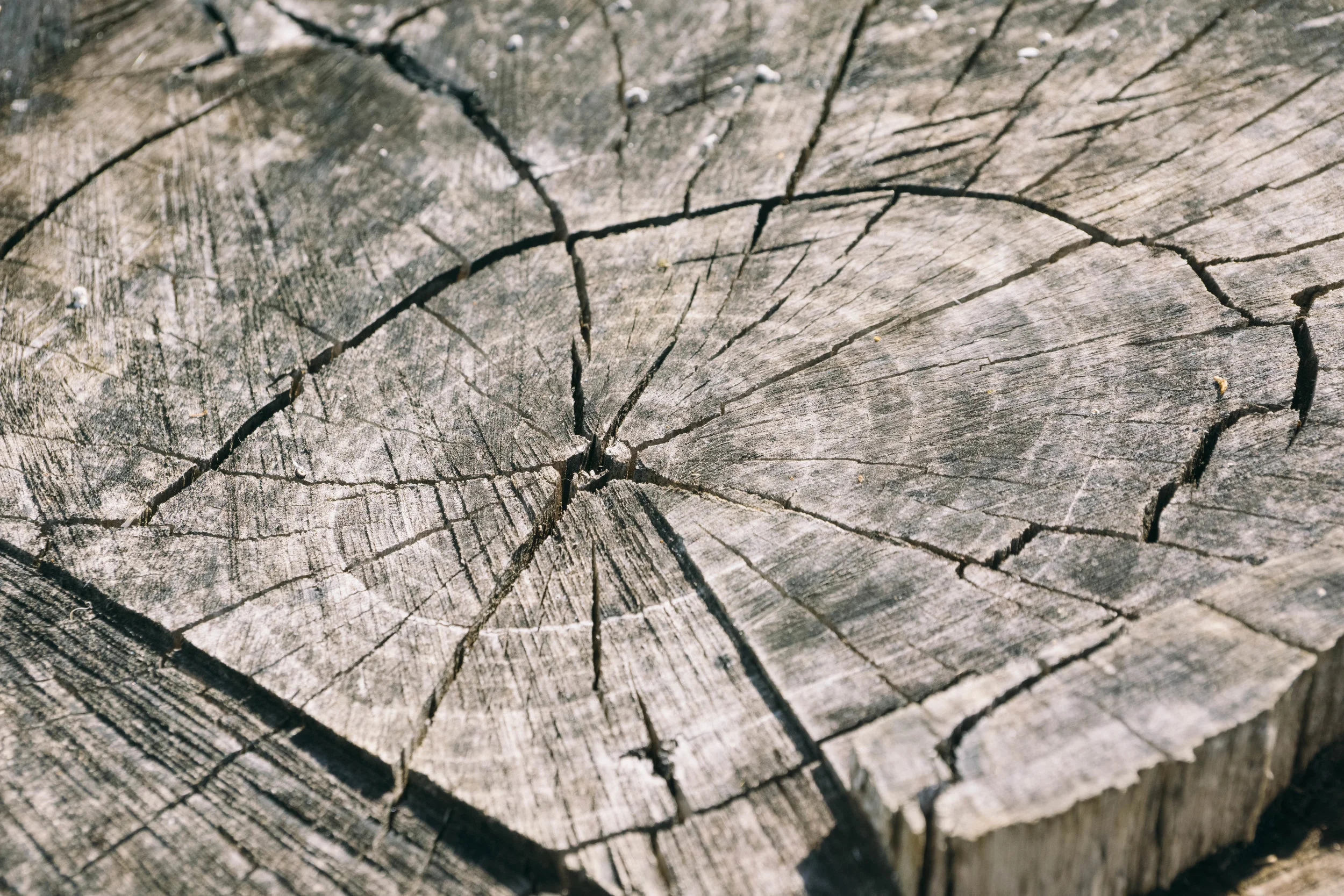 wood-366735.jpg
