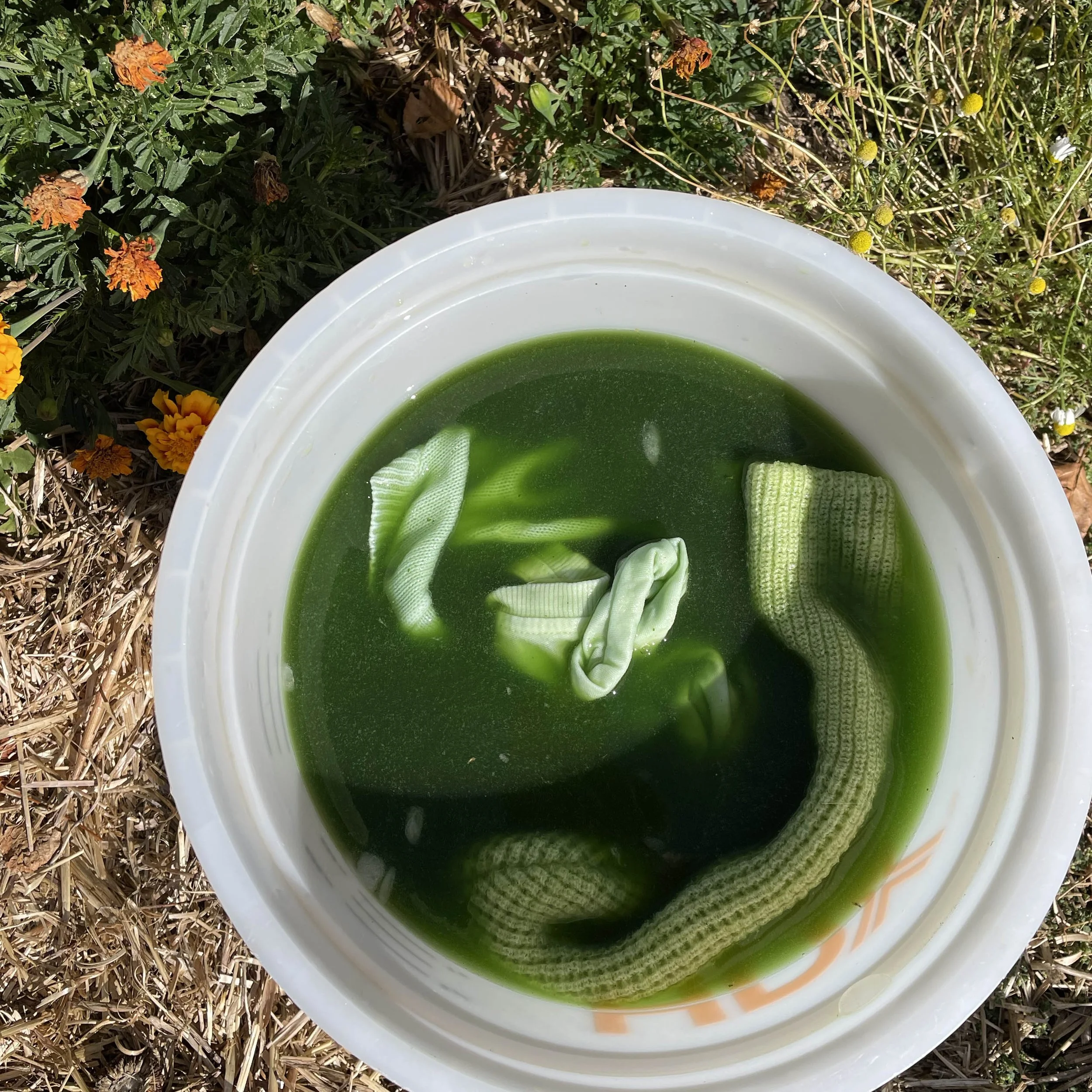 INDIGO FRESH.jpg