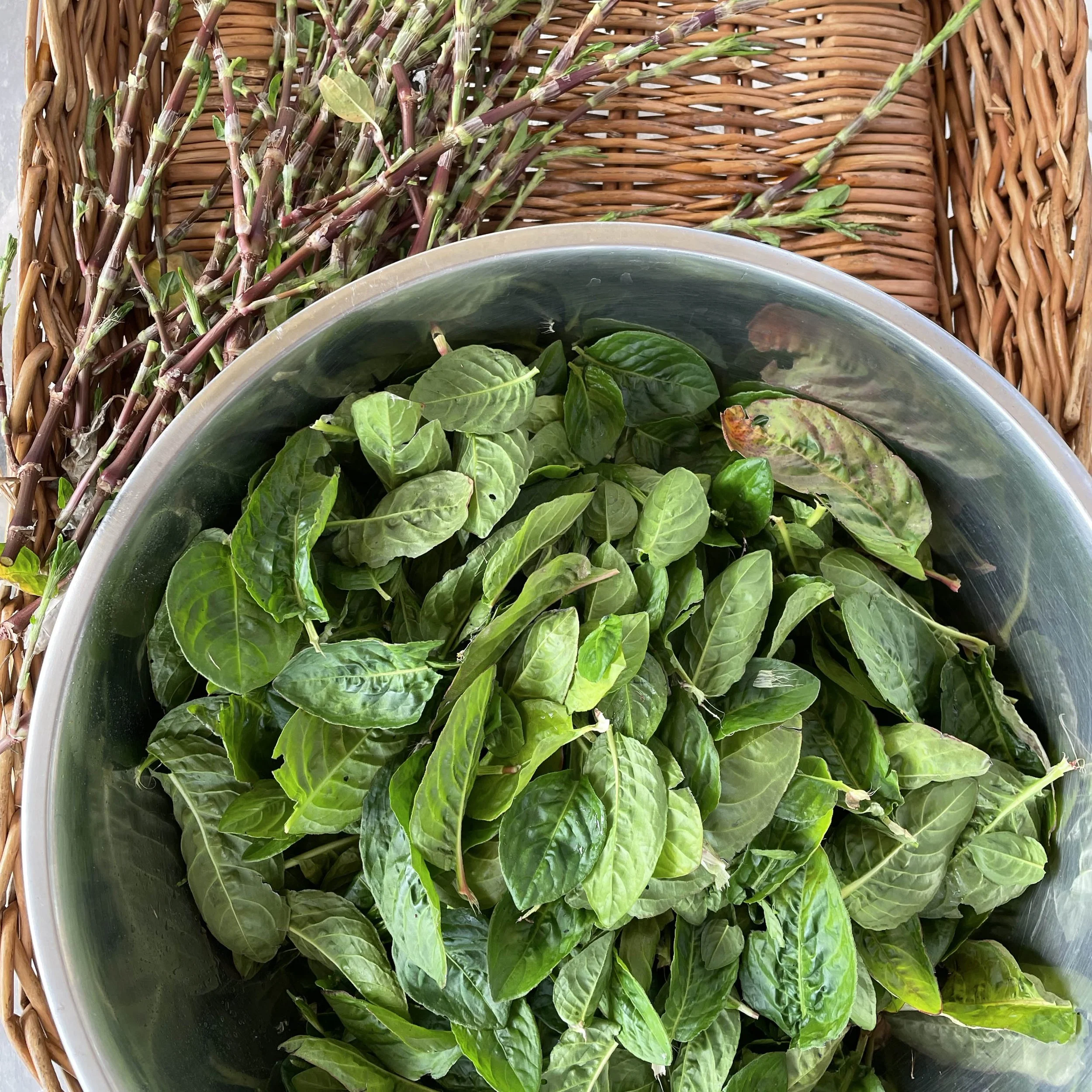 indigo leaves.jpg