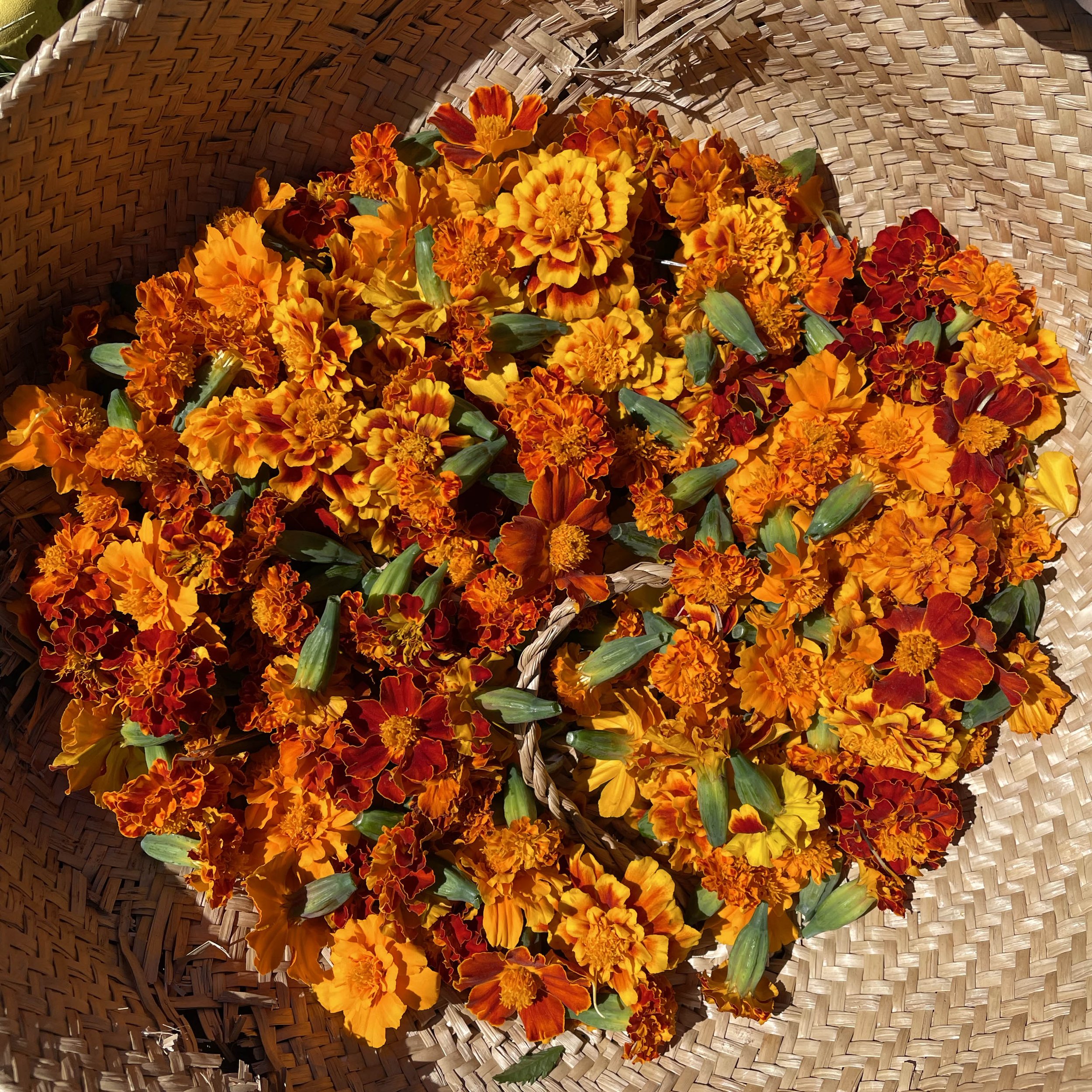 marigolds.jpg