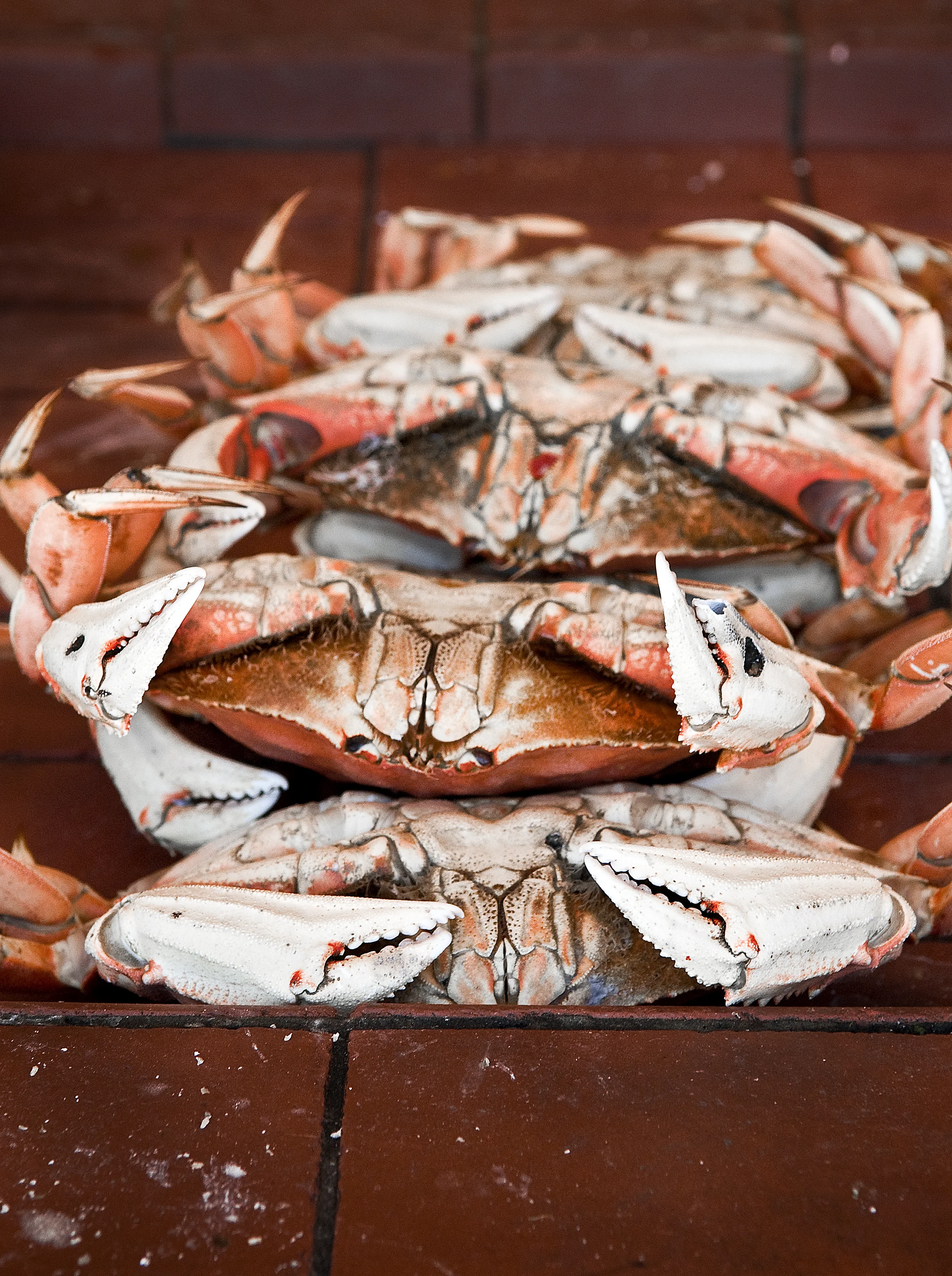CaliCrabs-0031_2019.jpg