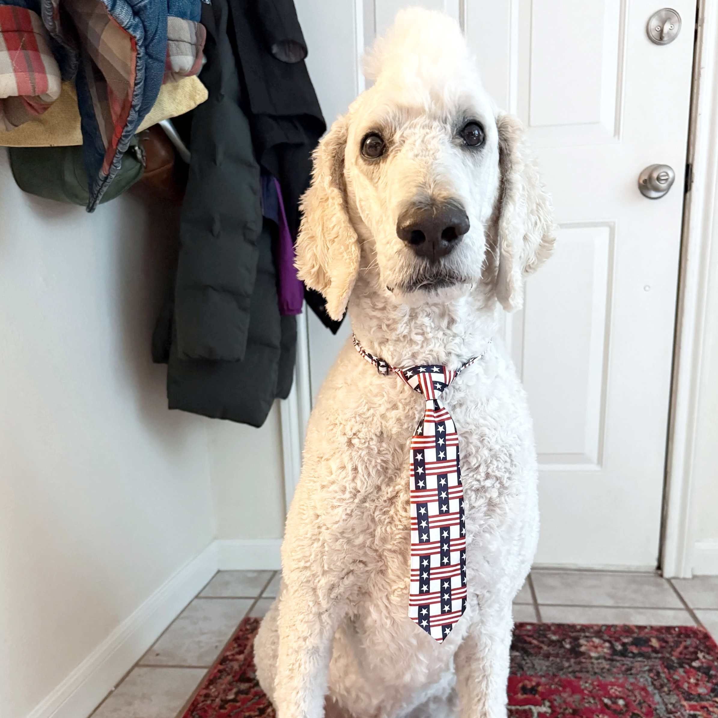 A white curly-haired dog wearing a patriotic bandana with stars and stripes, sitting on a patterned red and black rug in front of a white door and tiled floor, with clothing hanging on hooks nearby.
