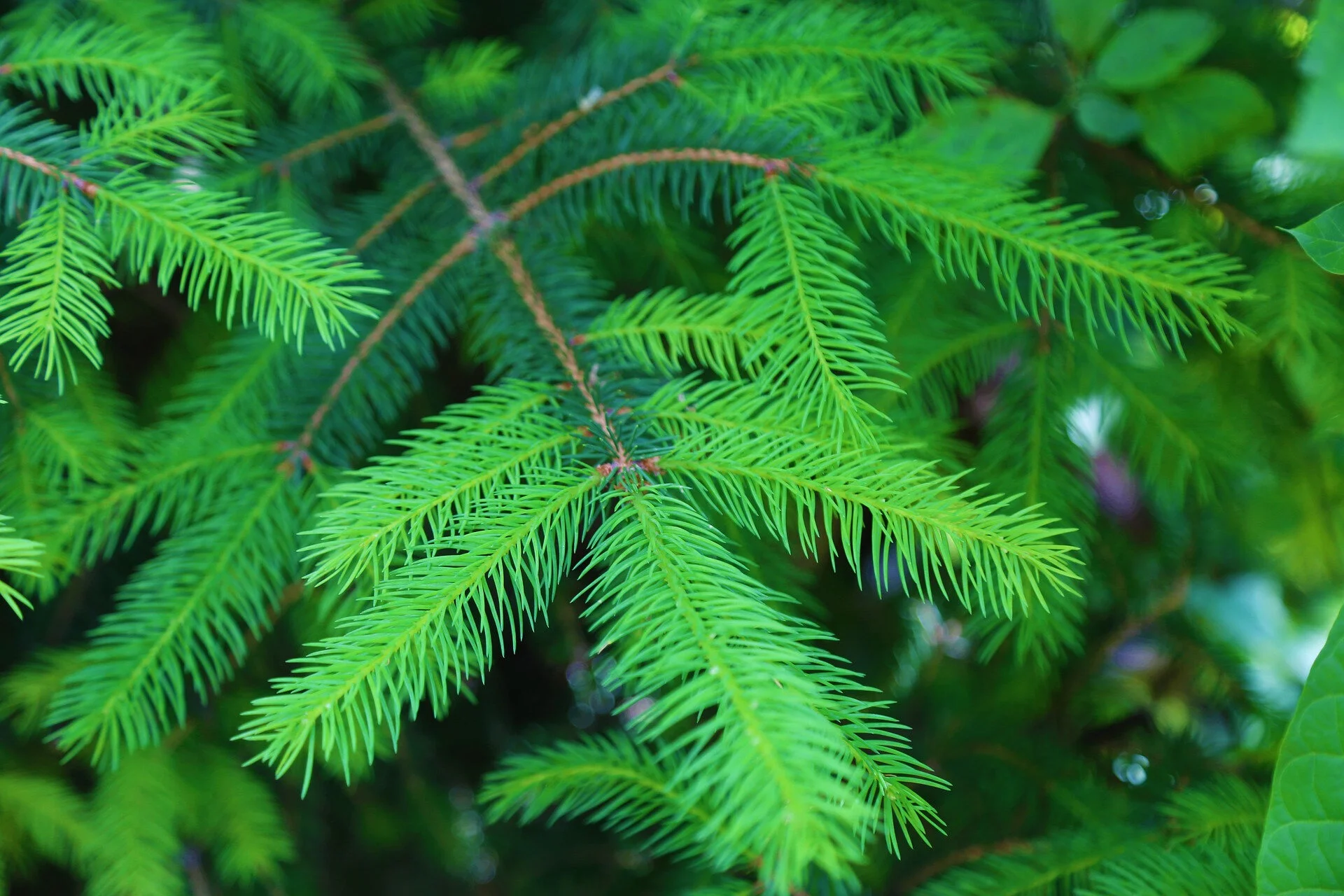 pine-3426245_1920.jpg