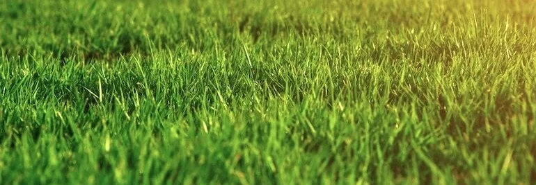 grow-beautiful-natural-lawn 2.jpg