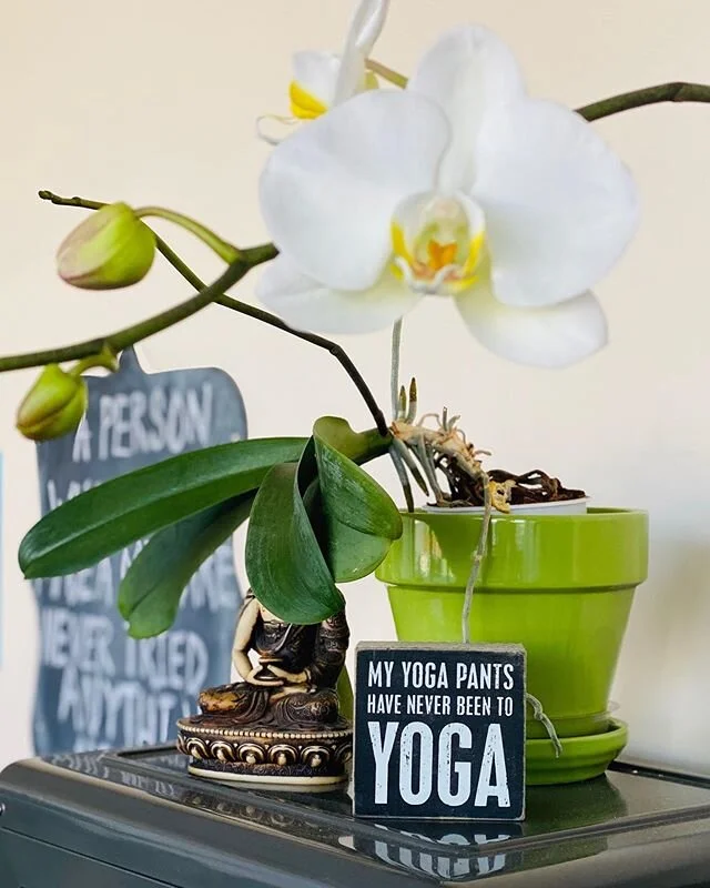 &ldquo;Bloom where you are planted.&rdquo; 🌼🌸🧘&zwj;♀️
.
.
#orchids #beyou #namaste #yoga #yogis #yogafriends #sweatitout #sacramentoyogastudios