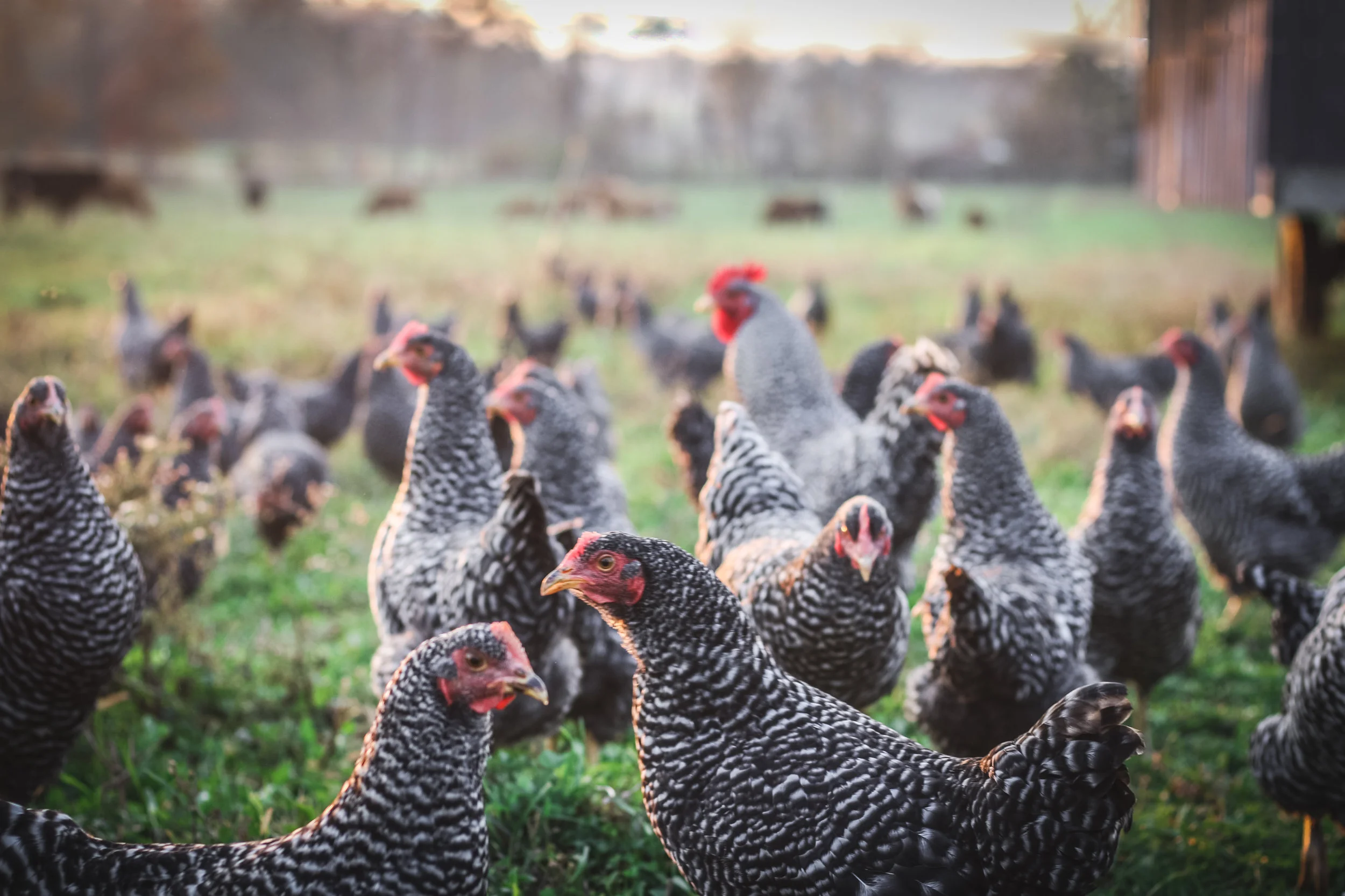 FAF chickens.jpeg