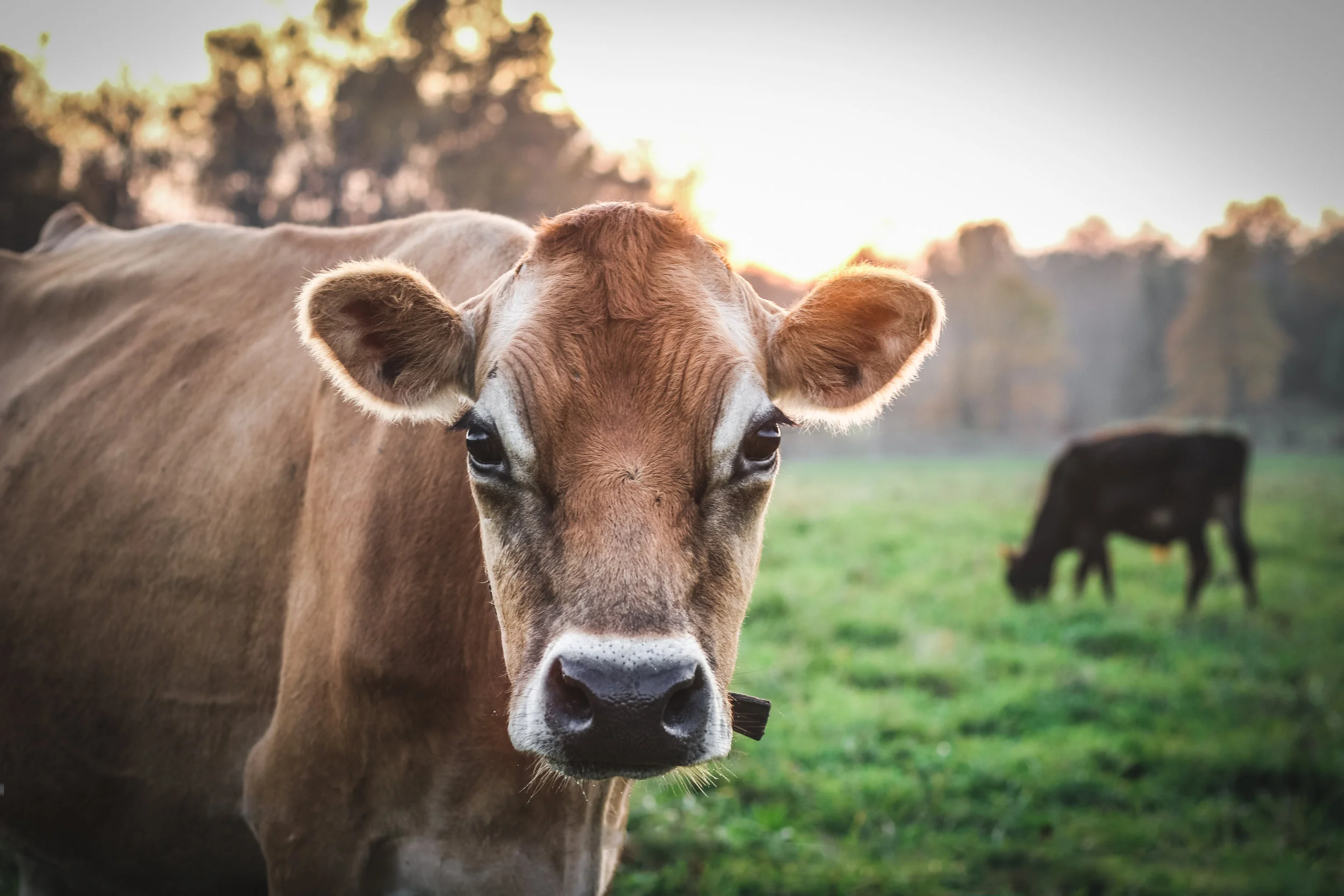 FAF cow 2.jpeg