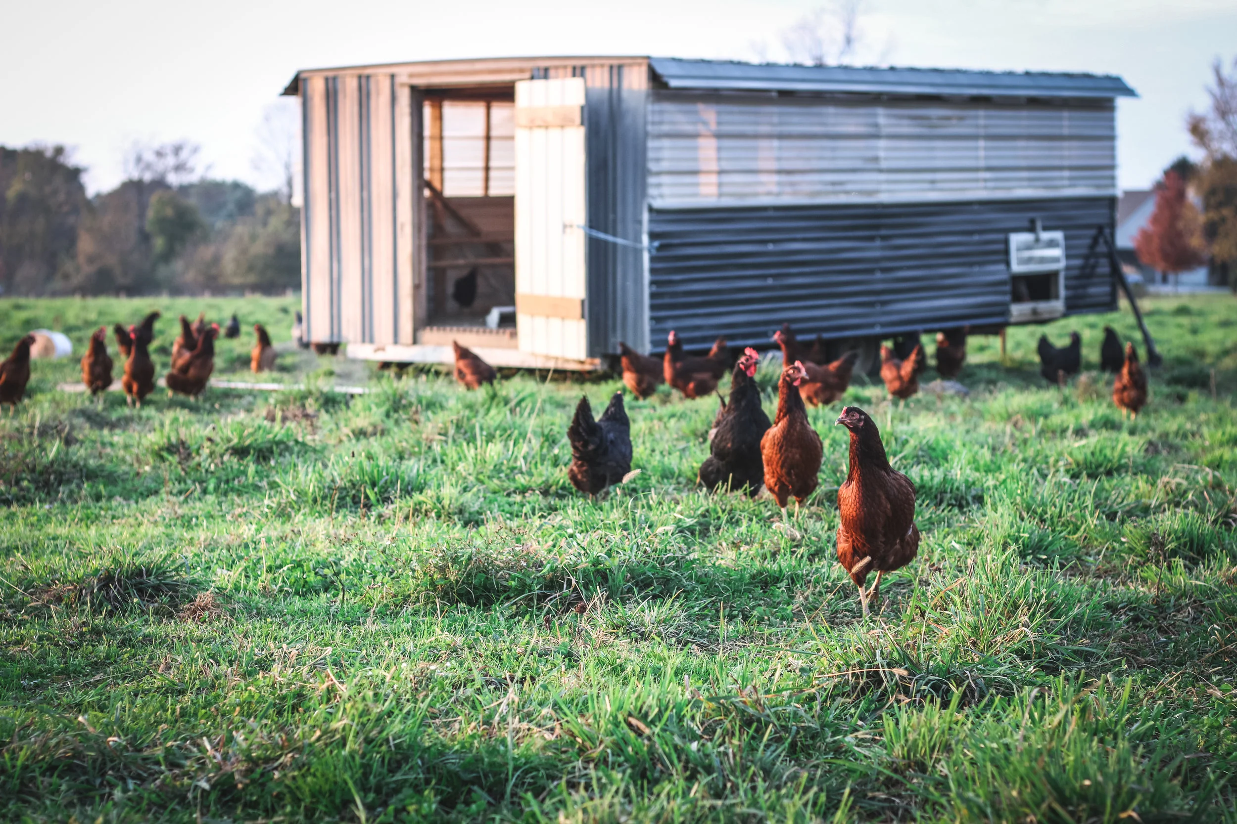 FAF chickens 2.jpeg