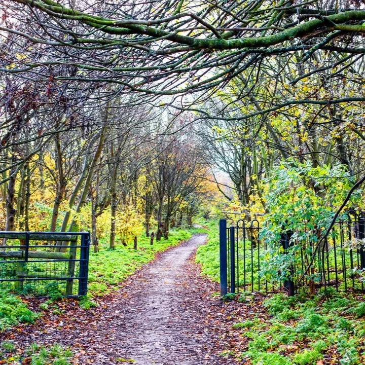 Seeing the wood for the trees