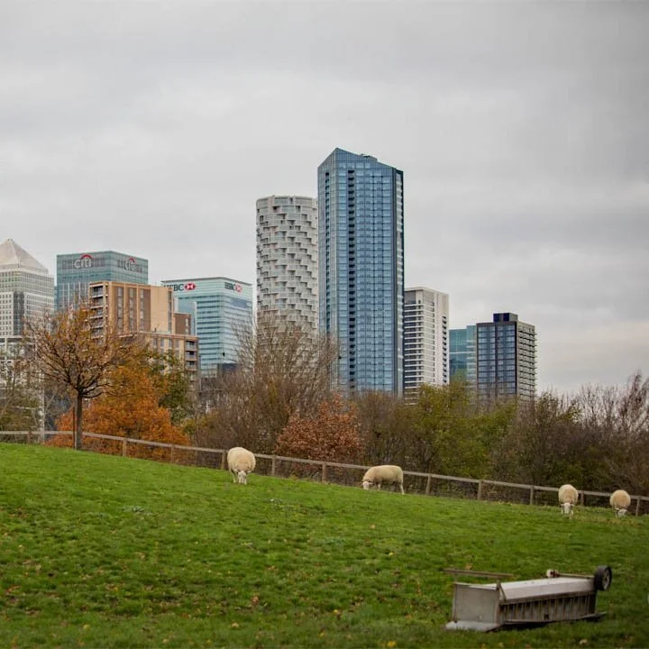 Day 8 of my Isle of Dogs Challenge - Mudchute Farm
