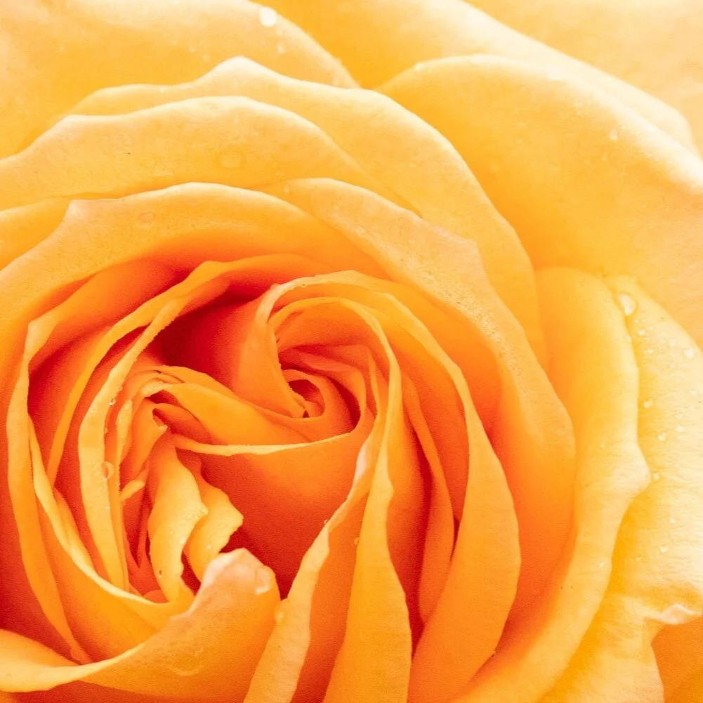 Finding beauty through photography