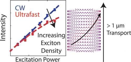 We report 1.6 ± 1 μm exciton transport in self-assembled supramolecular light-harvesting nanotubes (LHNs) assembled from amphiphillic cyanine dyes.