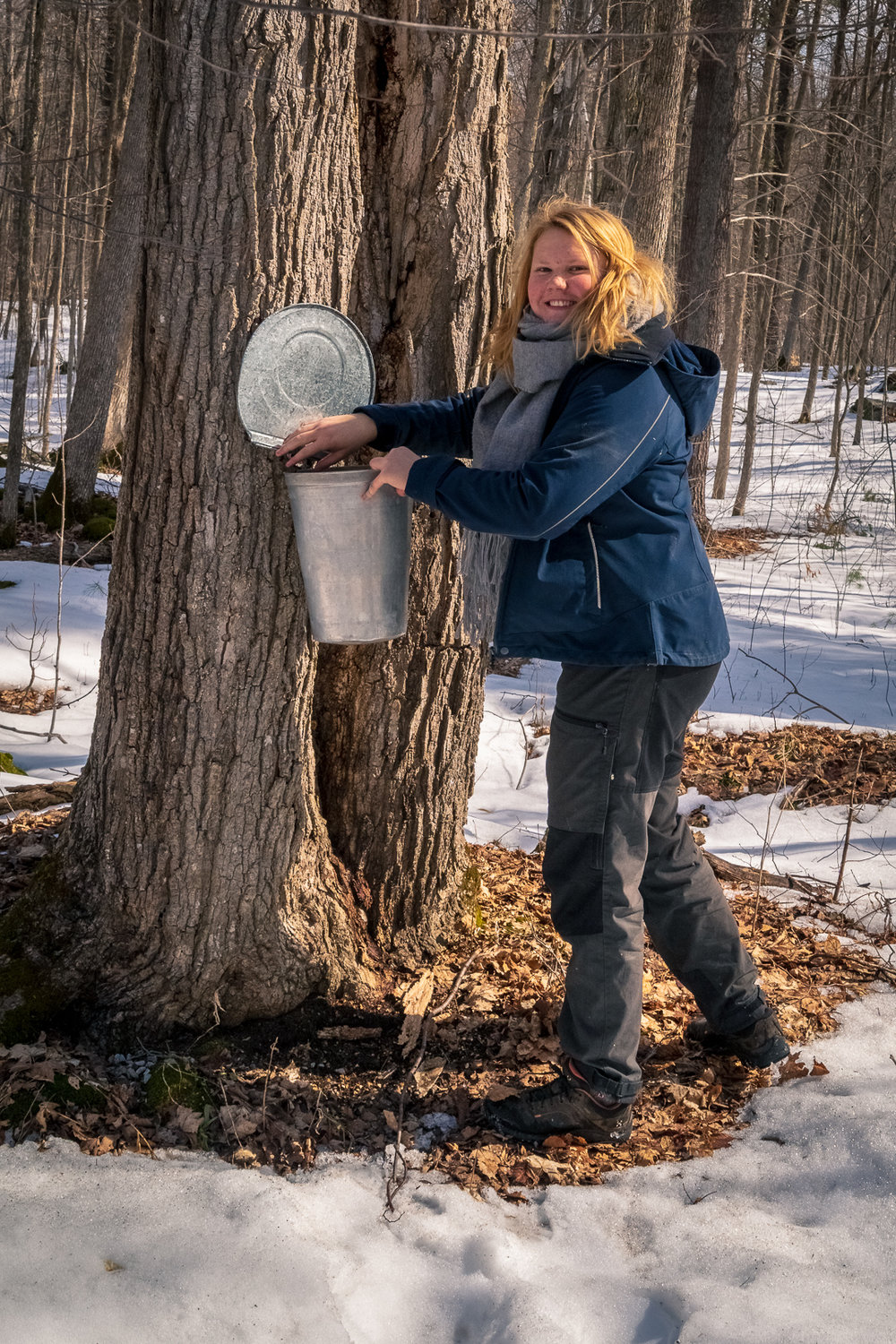 Sugarbush