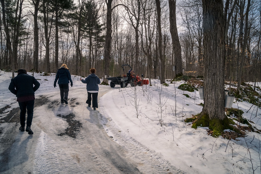 Sugarbush