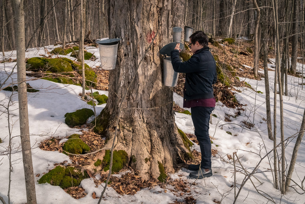 Sugarbush