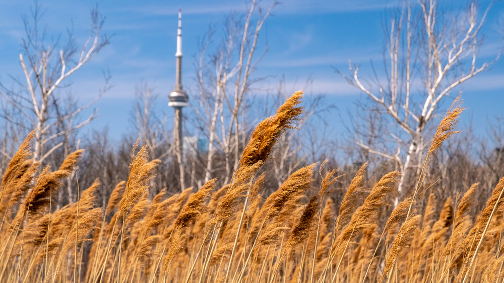 Toronto Islands