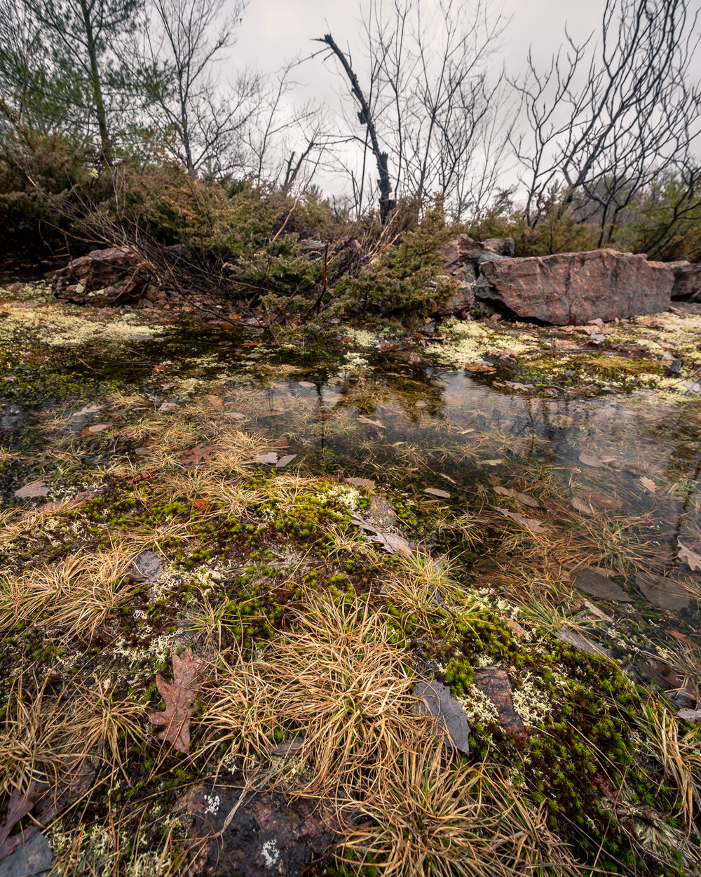 SpringRainInMuskoka-00817.jpg