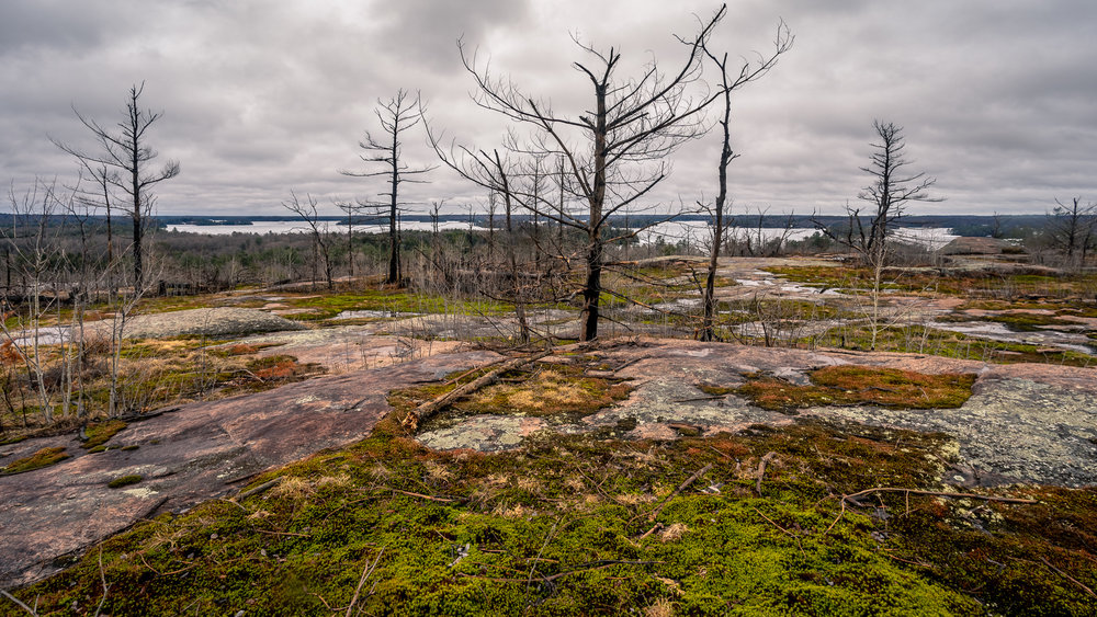 SpringRainInMuskoka-00837.jpg