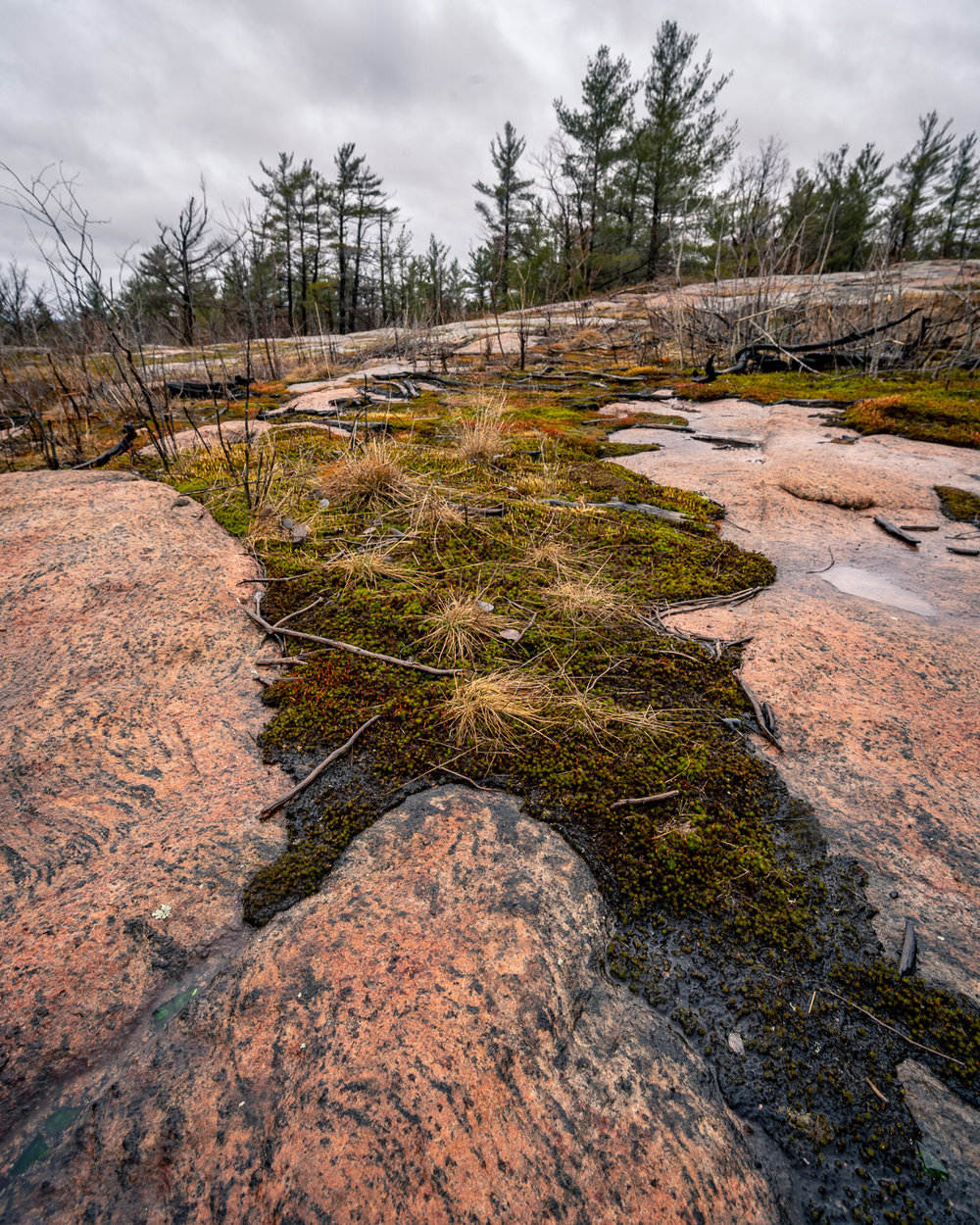 SpringRainInMuskoka-00844.jpg