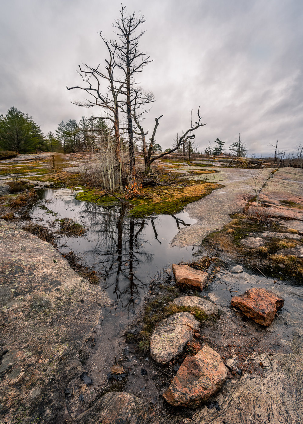 SpringRainInMuskoka-00860.jpg