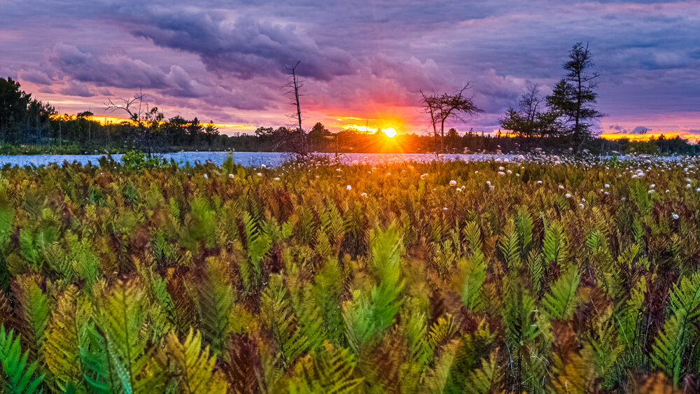 Torrance Barrens Ferns and Clouds