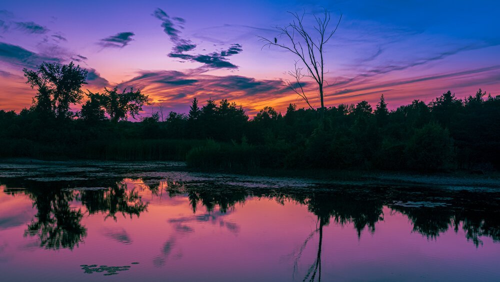 Great Blue Heron Orangeville Marsh Sunset