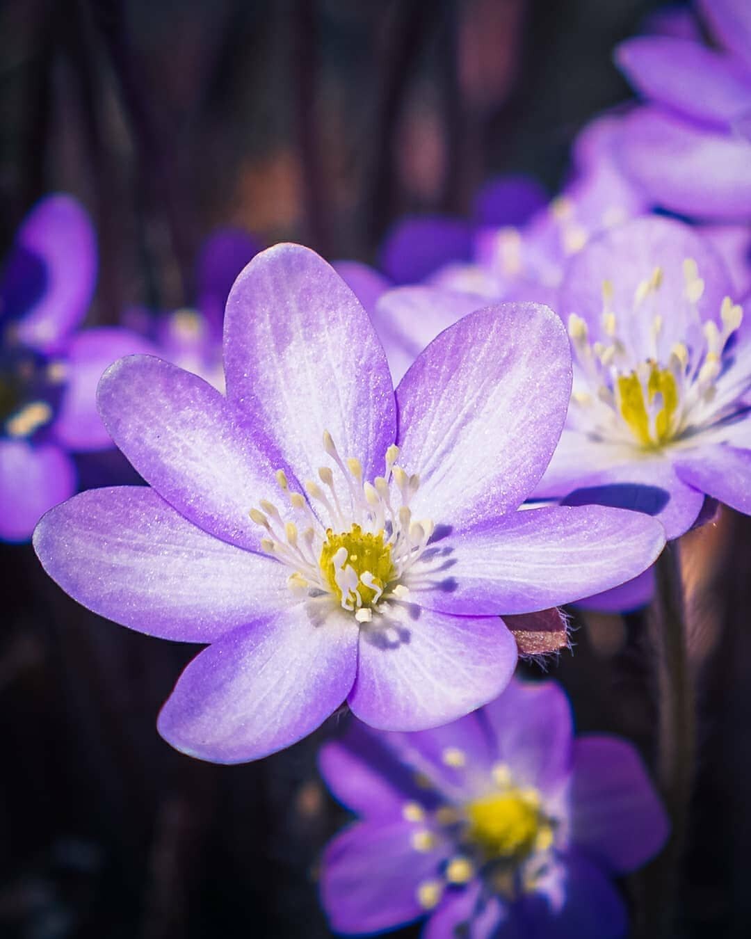 🌲🌱🌺💚 More signs of spring! It doesn't seem that we'll have another frost. Reaching 23C today and sunny for the second time this spring. Little flowers, like these hepaticas, are popping up everywhere in the woods! 🌱🌺🌲💚 Swipe ⬅️ for 2 images. 