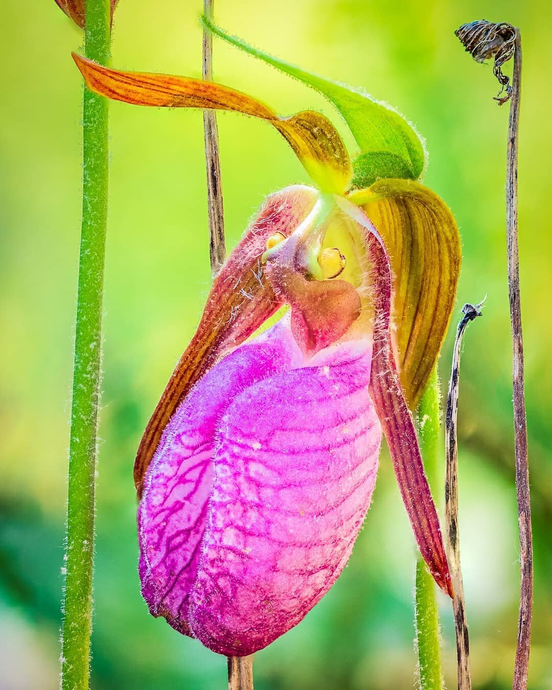 🌲🌳🌄🌞🌺 Stunning Pink Ladyslippers!!! After the glorious pink sunset earlier this week, I promised another pink treat and here it is!! Inspired by the new Macro Photography book by genius Canadian macro photographer Don Komarechka, @donkomphoto , 