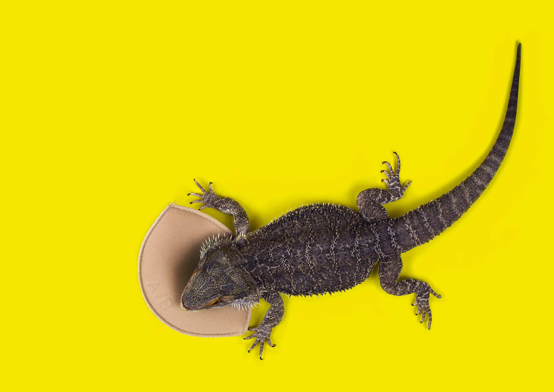 lizard-pillow.jpg