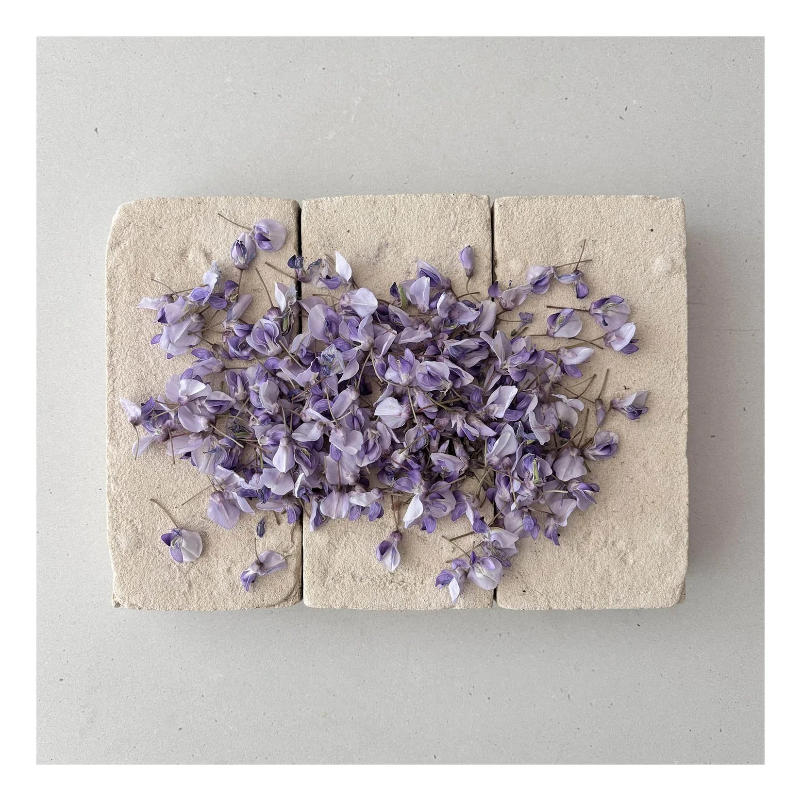 wisteria.jpg
