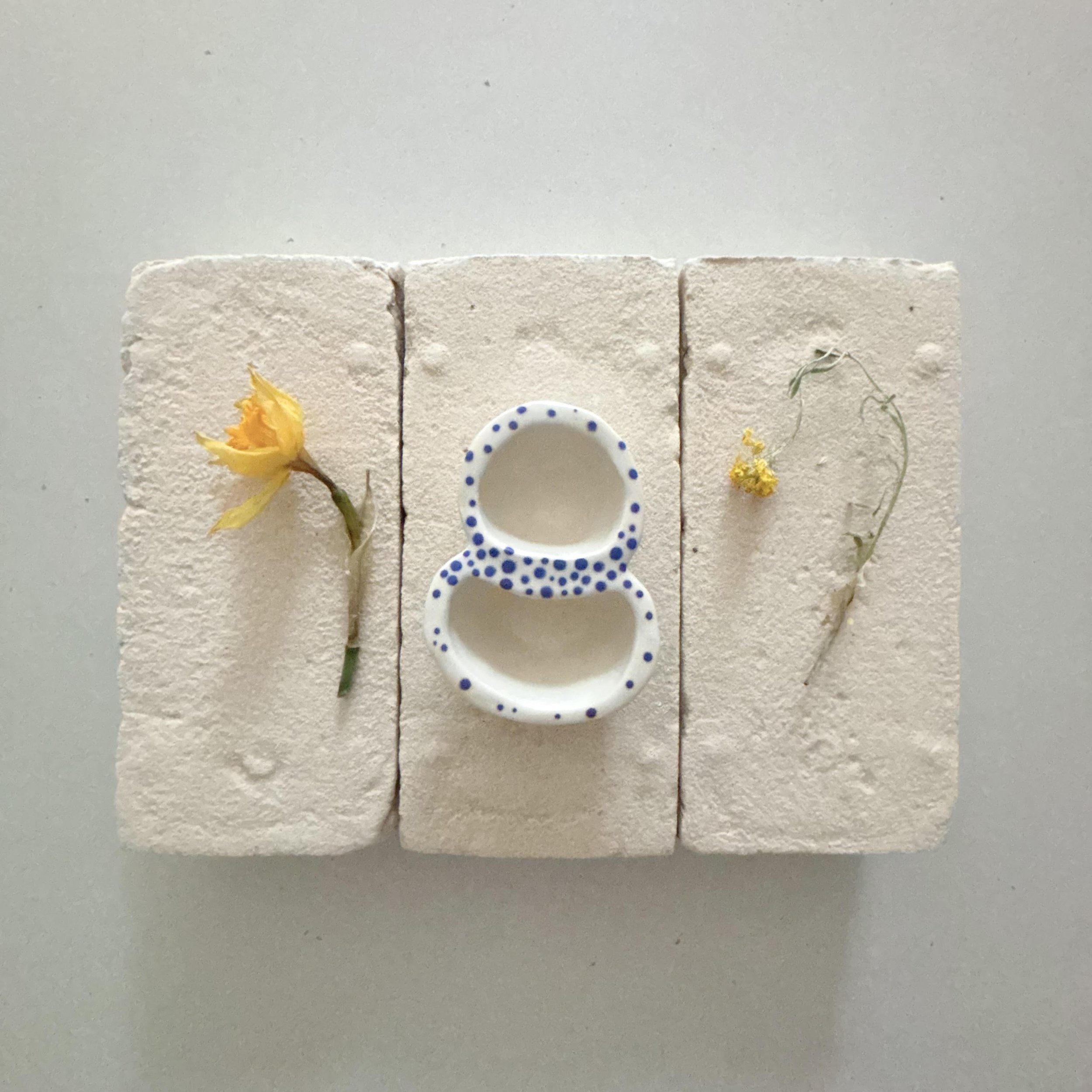 dicot II