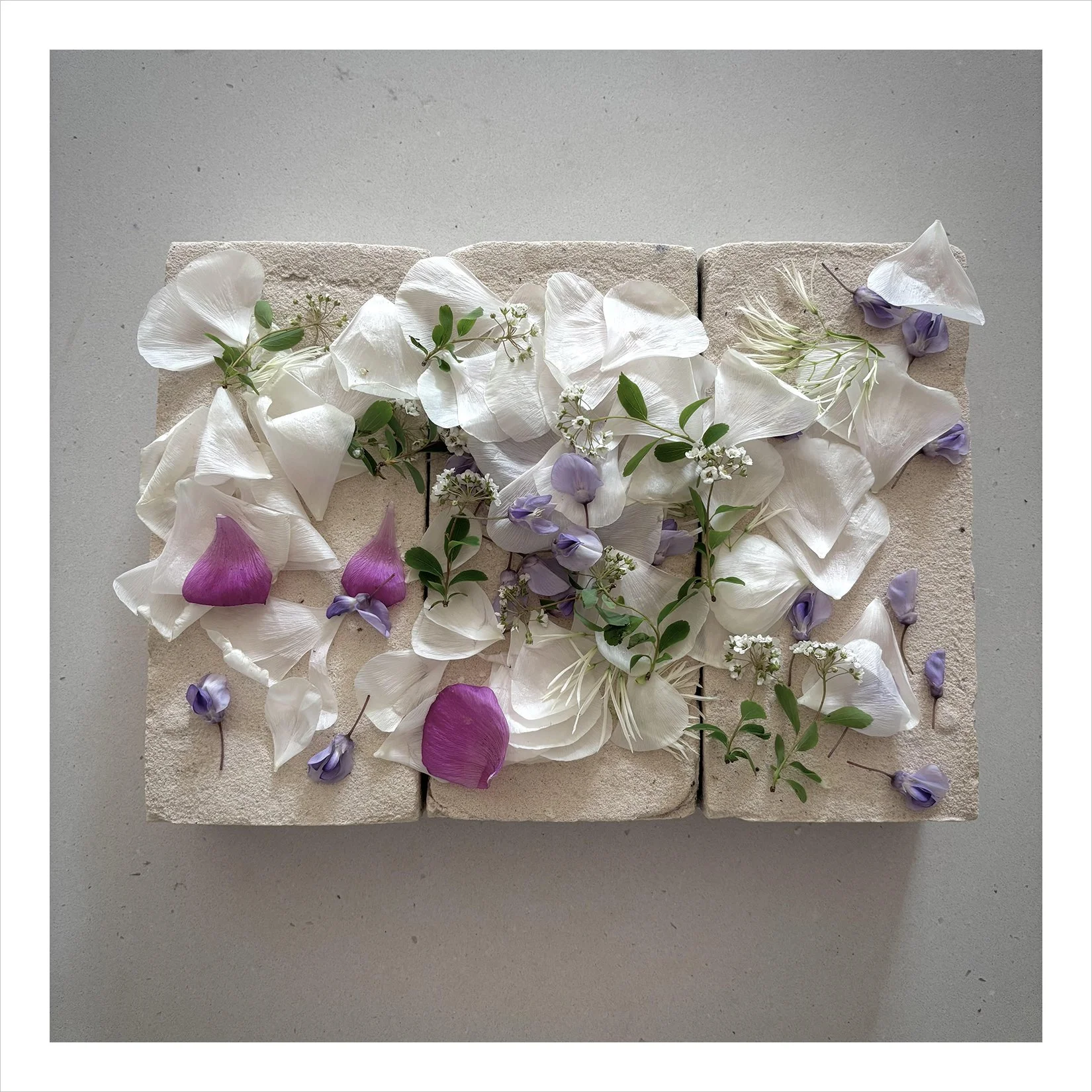 rose&wisteria.jpg