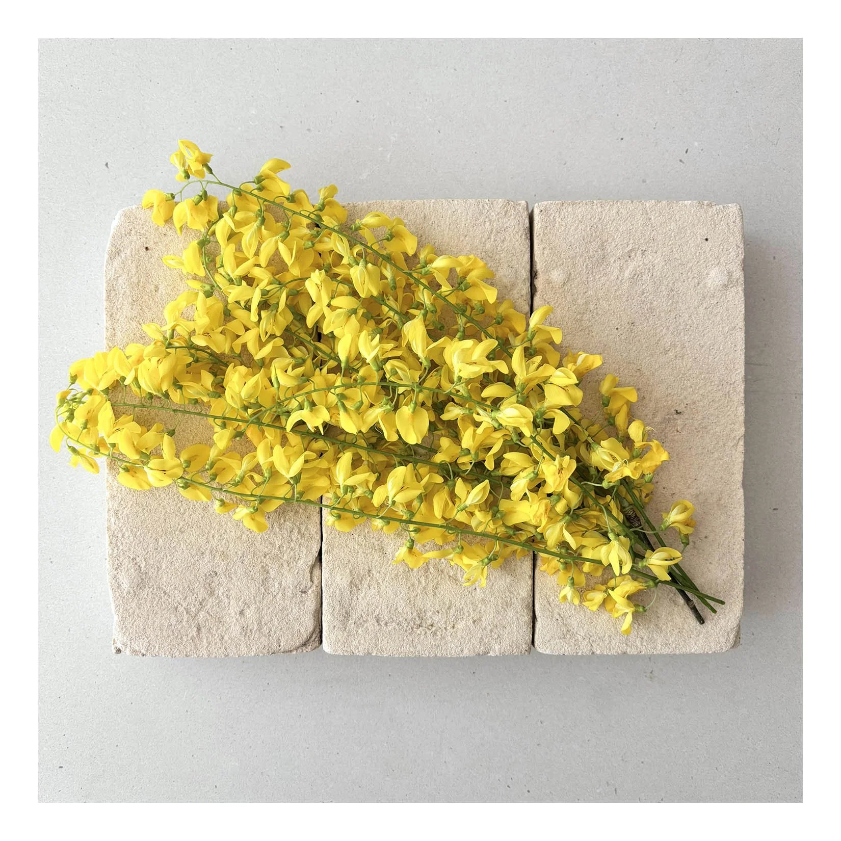 flowers on bricks, limited edition art cards