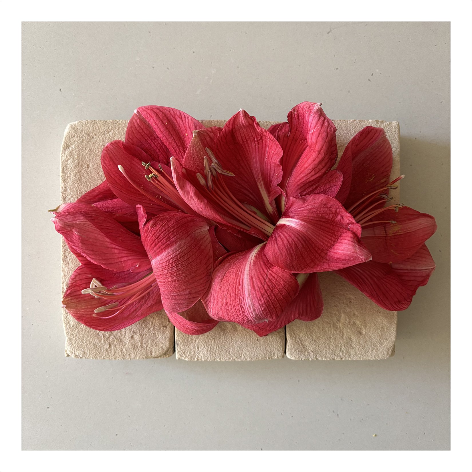 flowers on bricks, limited edition art cards