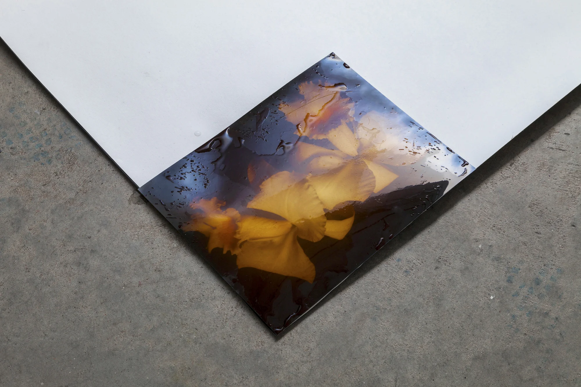 Detail (Daffodil) , 8” x 10” found photograph, water. 2013