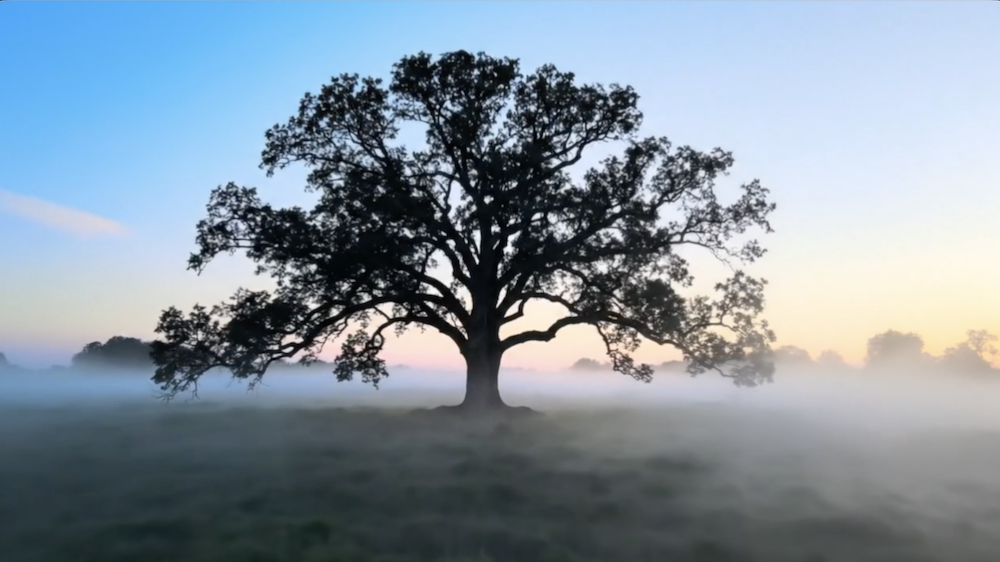 The Physics of Dominion 