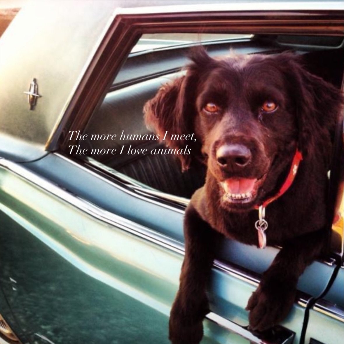 Animals > Humans. All day, everyday.  Loading.... animal sanctuary + healing farm #idaho
