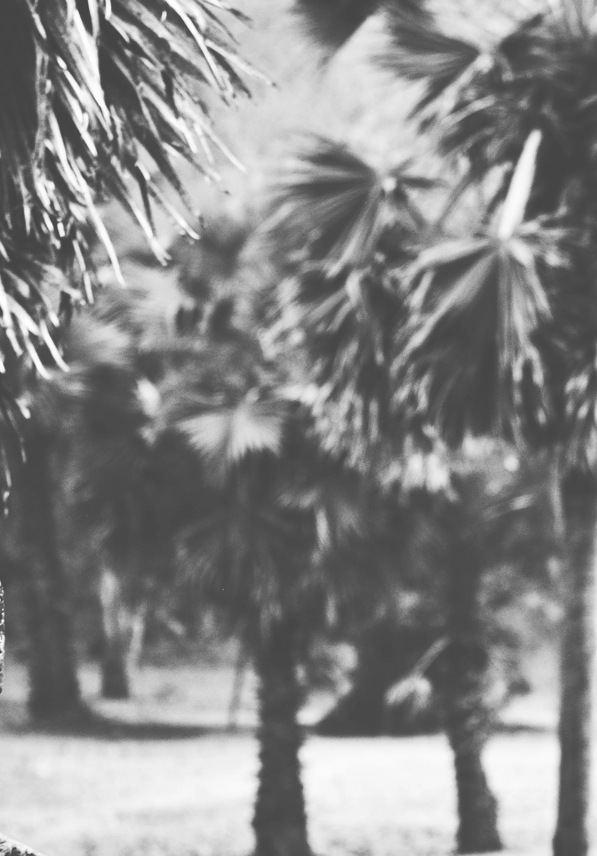 amaryllis-liampoti-178772-unsplash (Priime BW - Fade).jpeg