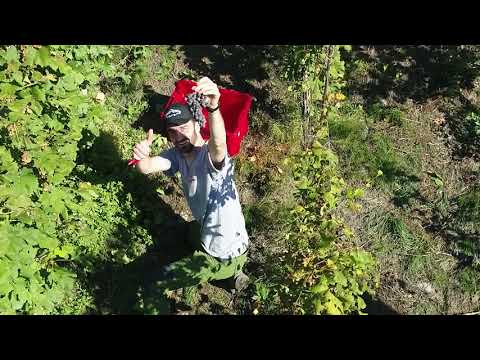 Ascesa Vini - Vendemmia 2018