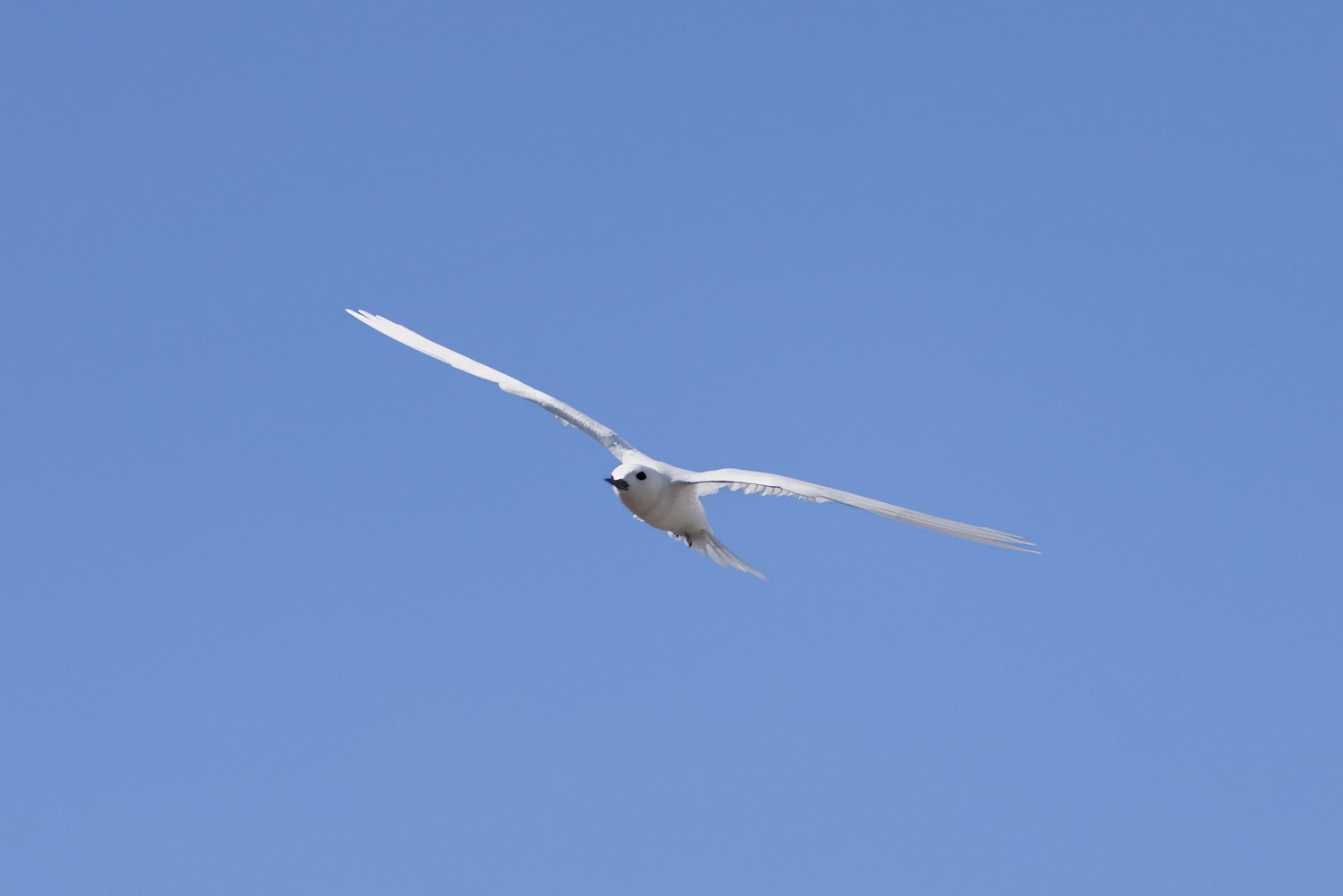 NEW96872-01.jpg