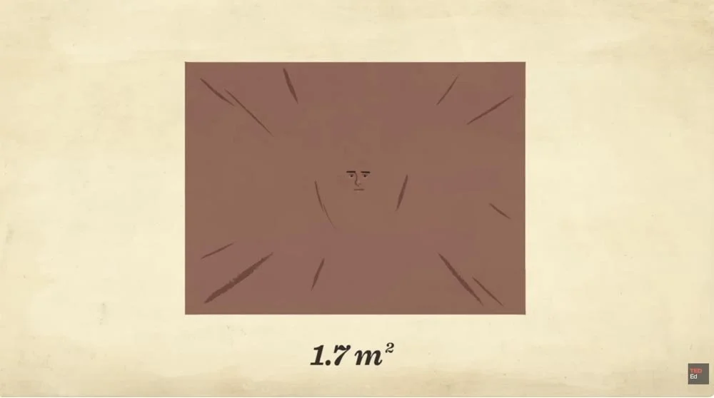skin_TED_39.56 PM.jpg