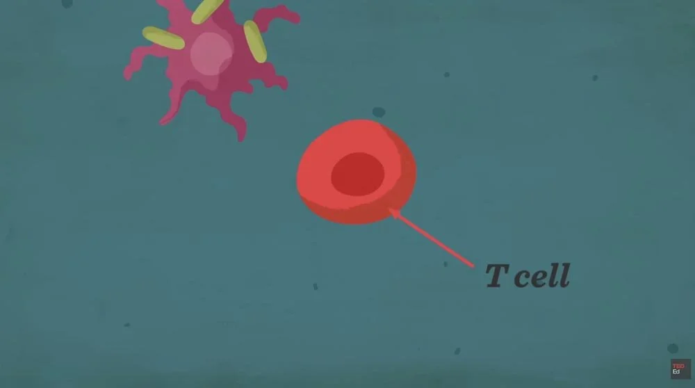 skin_TED_46.46 PM.jpg