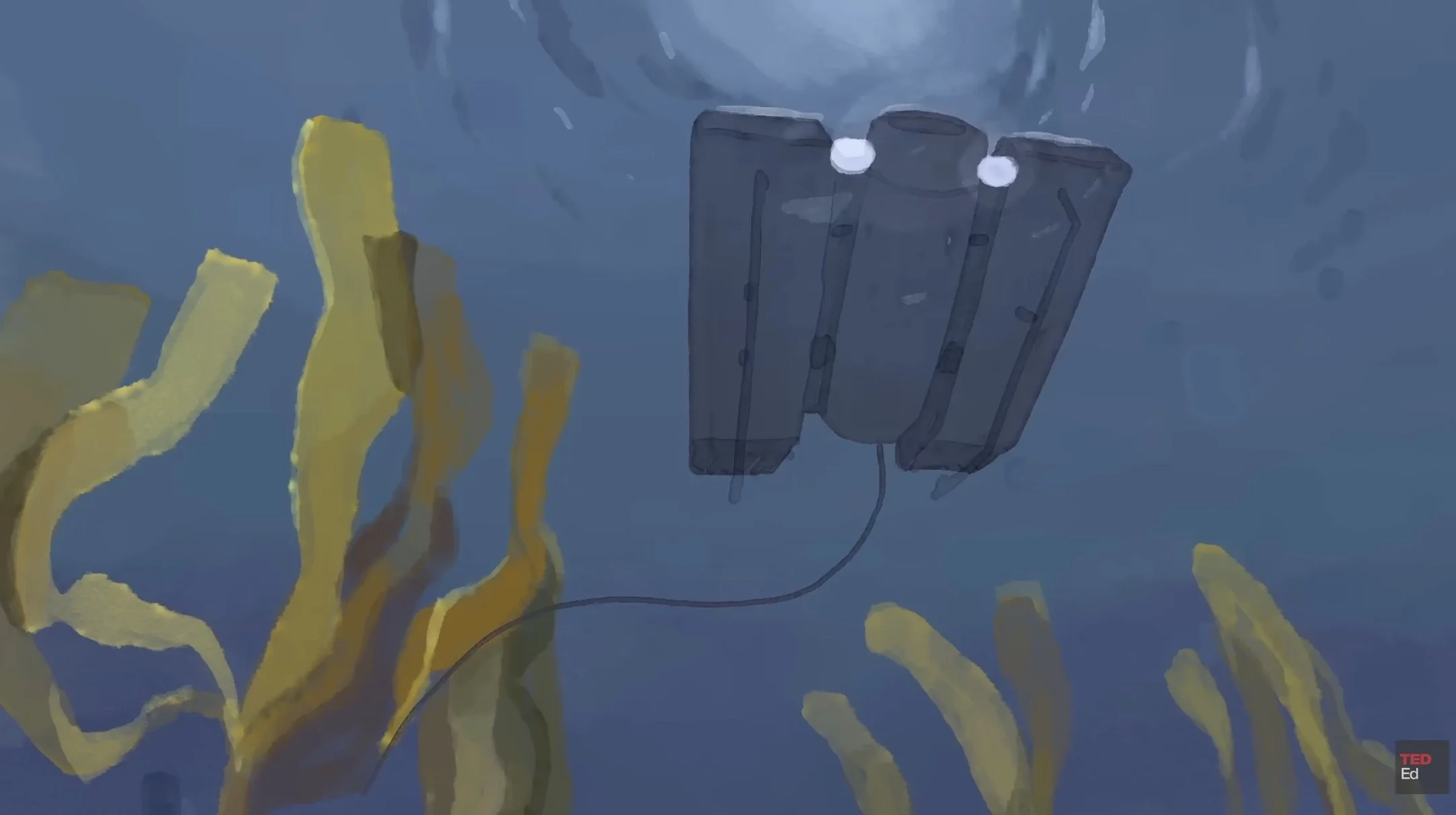 kelp_TED_31.32 PM.JPG
